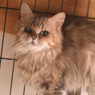 マンチカンのモサイク