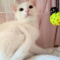 とっても可愛い白猫ちゃん