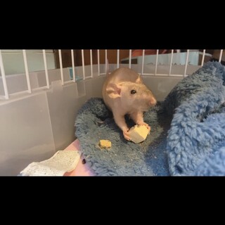 スキニーラット男の子(生後半年程）