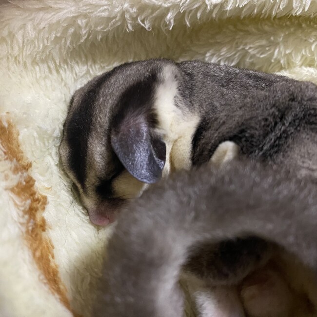 SORA.KUUのカバー写真