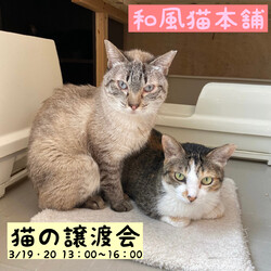 3/19・3/20「和風猫本舗ふれあい譲渡会」お知らせ