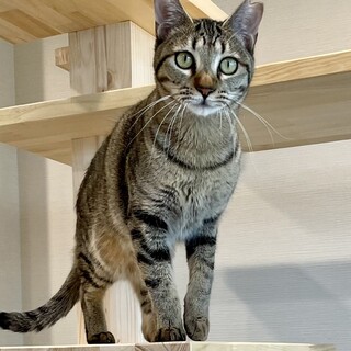 動物病院の保護猫・美人過ぎるしずえちゃん