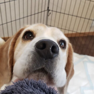 ご応募者様多数のため一時募集停止中