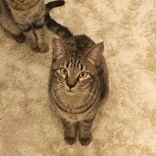 動物病院の保護猫・大人しいフータ君