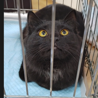 9/4石巻で里親さがし会！長毛黒猫「キャビア」