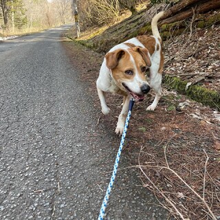 急募　現在23頭保護現場より