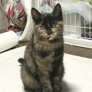 慎重派だけれどお転婆なさび猫女子　どんぐりです。