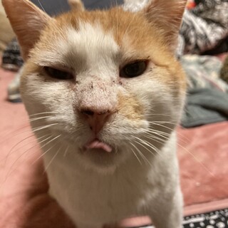 鳴いてる顔はまるで福の神