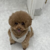 よもぎ