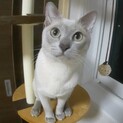甘えん坊の★アポロ君