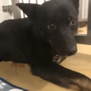 センターに収容され14日の朝までが期限です