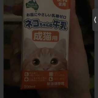 甘えん坊★短足靴下マンチカン♂まだまだ募集中