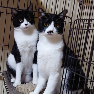 『ゆきむら』『しんげん』2歳オスの兄弟