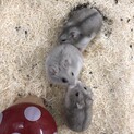 《シナモン》ジャンガリアンハムスター♂