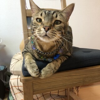 急募！ベンガルの男の子