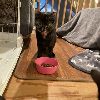 シャイなマーロン