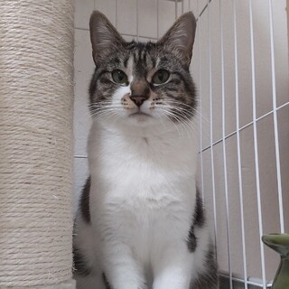 多頭飼育崩壊からのレスキュー♡可愛らしいサホちゃん