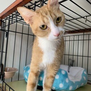 とても穏やかな、ぶなちゃん