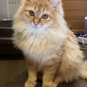 かわいいまんちゃん