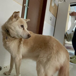 急募　23頭保護犬現場より