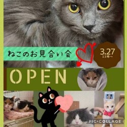 にゃんスペースとあ　ねこのお見合い会
