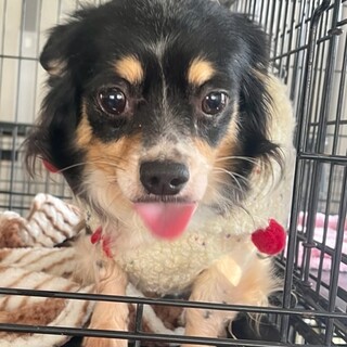 22-W60　しっぽフリフリチワワちゃん♪♪