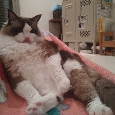 しょぼろ