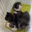 生後3週間　おチビちゃんの白黒兄弟4頭　全部男の子
