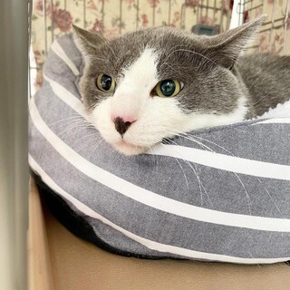 【お見合い随時】優しく穏やかになったグレー白の銀河