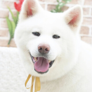 おっとり秋田女子「粉雪-こゆき」