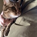 ヘルちゃん。緊急里親募集中！