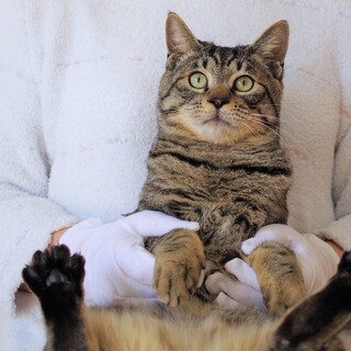 ちょっぴりシャイな男前☆ゴマくん