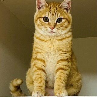 丸顔の海賊王！茶トラのルフィくん