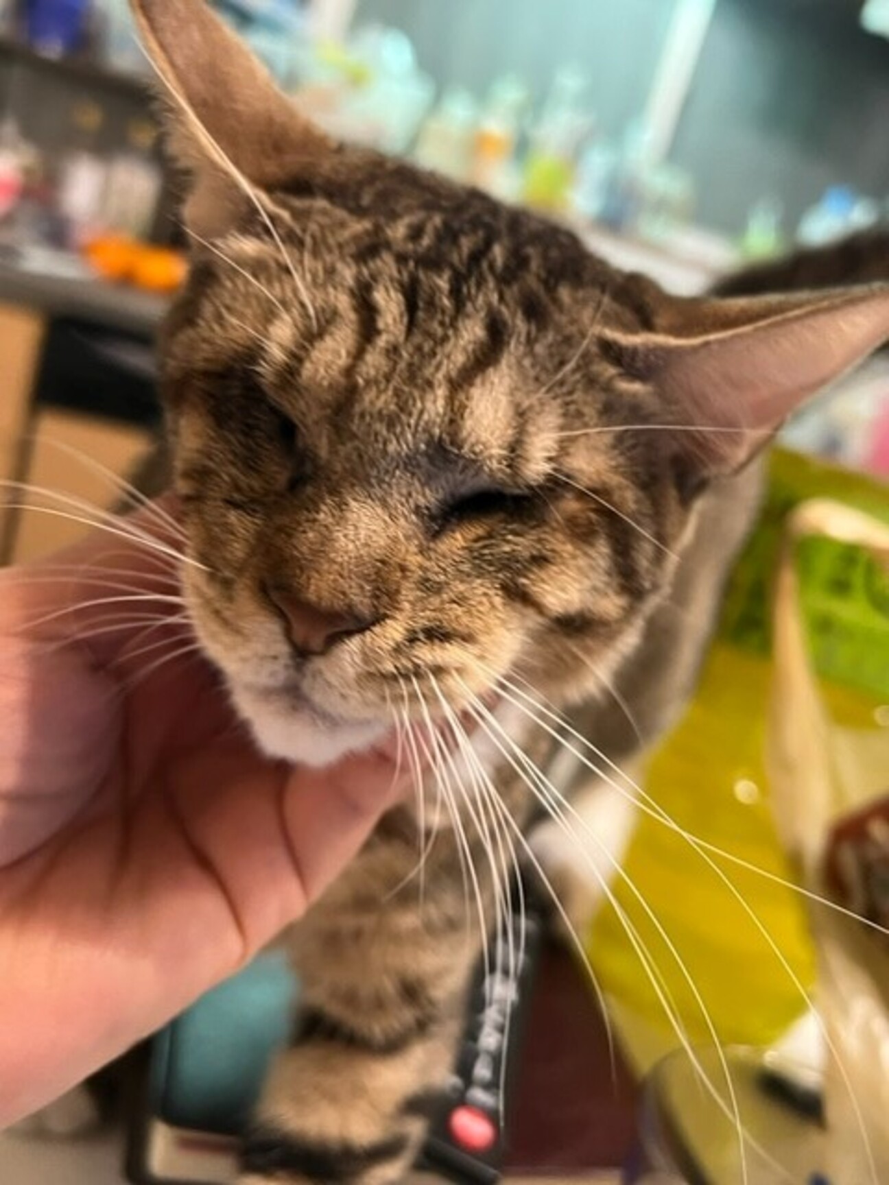 お手々がかわいい全盲の猫 東京都 猫の里親募集 ペットのおうち 月間利用者150万人