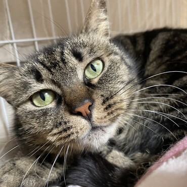 保護主様のお宅にご飯をもらいにやってきたナキ。 大人ねこだけどすごく人馴れしていたためCWC入所になりました。 今は新しい環境で怖がってはいますが、人が大好き。 「ナキちゃ～ん」と呼ぶと何回かに一回お返事してくれます。 少し目つきが鋭いですが、とっても可愛い女の子です。 ​撫でられるのが大好きです。