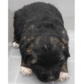 保護犬　子犬　♂黒白