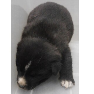 保護犬　子犬　♂黒白