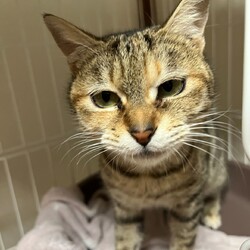 第153回　にゃん☆ぴーす猫譲渡会