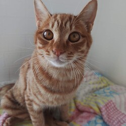 第153回　にゃん☆ぴーす猫譲渡会 サムネイル2