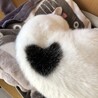 うしねこ
