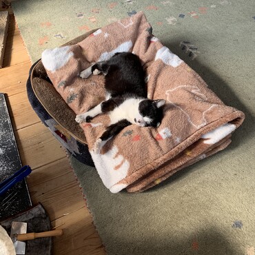 今日も他猫のベッドを占領してました。王者…。