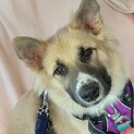 6ヶ月の雑種の子犬　オペラ君　里親様募集☆