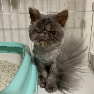 決定☆『ぷっさ』小柄な子。よく動きます