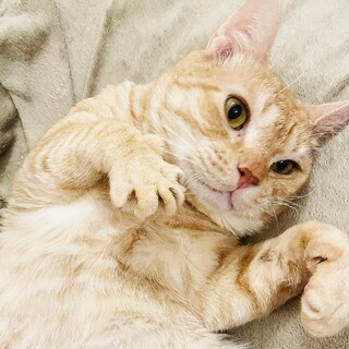 【超甘えん坊♡キャリアのシニア猫さん】せんくん