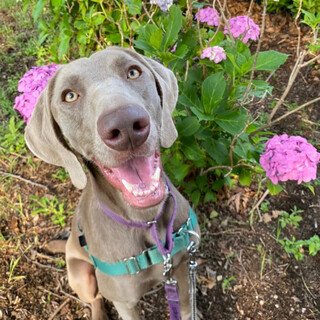 ラナ（ワイマラナー）