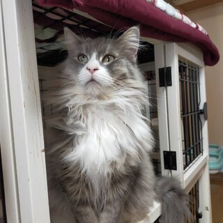 決定☆『タリム』人が苦手、基本は甘えない