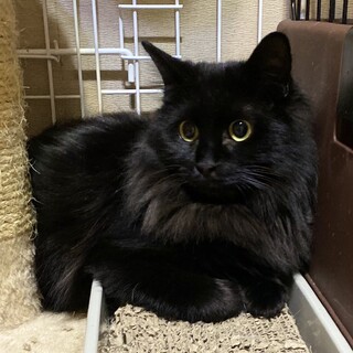 長毛で人間大好きな甘えん坊くん【個別面会希望】