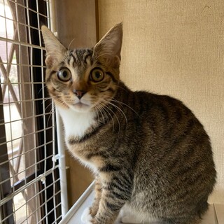 仲良しキジ姉妹　おててソックス　なくる♀