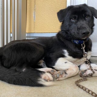 里親決定！保健所収容：仮名・きよし♂