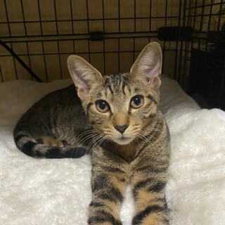 仲良しキジ姉妹　長いしっぽの　くのぎ♀